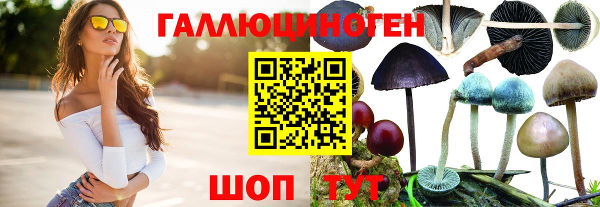 Псилоцибиновые грибы Cubensis  Вход с VPN  как найти   Большой Камень  Псилоцибиновые грибы Psilocybine cubensis 
